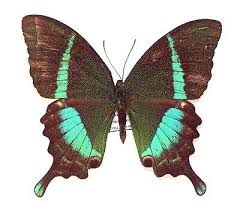 Attēlu rezultāti vaicājumam “Papilionidae”