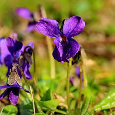 Image result for Veilchen