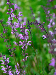 Image result for Salvia pratensis `Rose Rhapsody