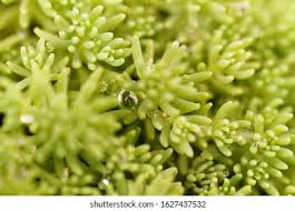 Attēlu rezultāti vaicājumam “Sedum rupestre leaf”