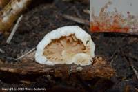 Attēlu rezultāti vaicājumam “Crepidotus versutus”