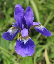Attēlu rezultāti vaicājumam “Iris sibirica leaf”