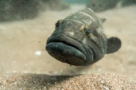 Image result for Epinephelus andersoni