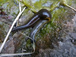 Attēlu rezultāti vaicājumam “Haemopis sanguisuga”