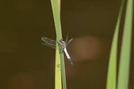 Attēlu rezultāti vaicājumam “Orthetrum brunneum”