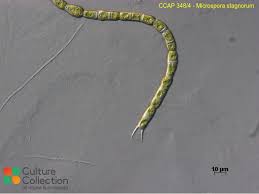 Attēlu rezultāti vaicājumam “Comatricha elegans var. microspora macro”