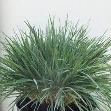 Attēlu rezultāti vaicājumam “Koeleria glauca leaf”