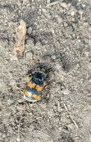 Attēlu rezultāti vaicājumam “Nicrophorus vespillo”