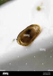 Attēlu rezultāti vaicājumam “Ancylus fluviatilis”