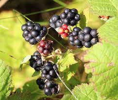 Attēlu rezultāti vaicājumam “Rubus caesius”