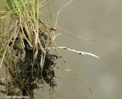 Attēlu rezultāti vaicājumam “Poa angustifolia fruit”