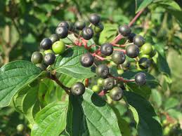 Attēlu rezultāti vaicājumam “Cornus sanguinea fruit”