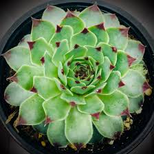 Attēlu rezultāti vaicājumam “Campylophyllum calcareum”