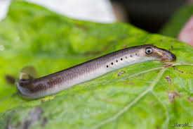 Attēlu rezultāti vaicājumam “Lampetra planeri”