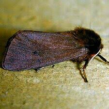 Attēlu rezultāti vaicājumam “Phragmatobia fuliginosa”