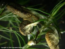 Attēlu rezultāti vaicājumam “Lignydium muscorum macro”