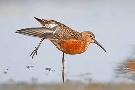 Attēlu rezultāti vaicājumam “Calidris”