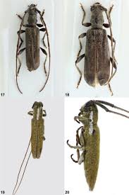 Attēlu rezultāti vaicājumam “Cerambycidae”