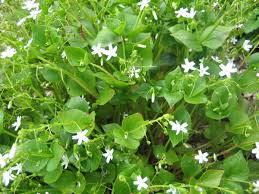 Attēlu rezultāti vaicājumam “Claytonia sibirica flower”