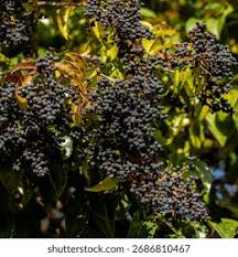 Attēlu rezultāti vaicājumam “Sambucus nigra fruit”