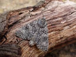 Attēlu rezultāti vaicājumam “Acronicta megacephala”