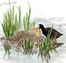 Attēlu rezultāti vaicājumam “Fulica atra eggs”