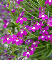 Attēlu rezultāti vaicājumam “Lobelia erinus flower”
