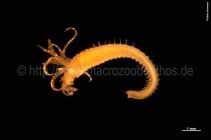 Attēlu rezultāti vaicājumam “Amaurochaete sp.”