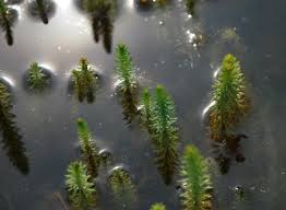 Attēlu rezultāti vaicājumam “Hippuris vulgaris”