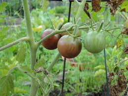 Afbeeldingsresultaat voor marizol purple tomato