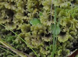 Attēlu rezultāti vaicājumam “Jungermannia sphaerocarpa”