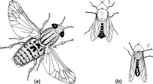 Attēlu rezultāti vaicājumam “Chrysops”