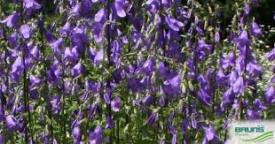 Image result for Campanula rapunculoides