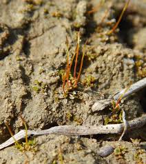 Attēlu rezultāti vaicājumam “Aloina rigida sporophyte”