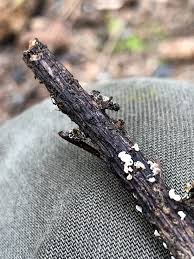 Attēlu rezultāti vaicājumam “Lachnum virgineum”