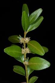 Attēlu rezultāti vaicājumam “Buxus sempervirens flower”