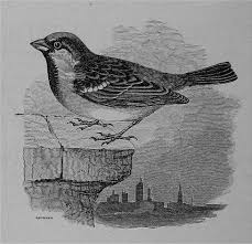 Image result for Passer domesticus