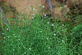 Attēlu rezultāti vaicājumam “Stellaria longifolia”