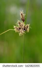 Attēlu rezultāti vaicājumam “Bolboschoenus maritimus flower”