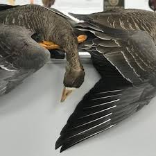 Attēlu rezultāti vaicājumam “Anser serrirostris adult”