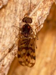 Attēlu rezultāti vaicājumam “Nematocera”