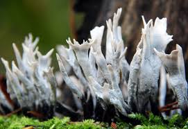 Attēlu rezultāti vaicājumam “Hypoxylon fragiforme / howeianum”