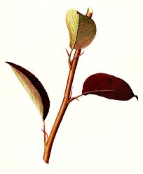 Attēlu rezultāti vaicājumam “Pyrus communis leaf”