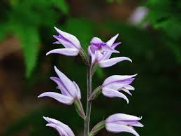 Attēlu rezultāti vaicājumam “Cephalanthera rubra leaf”