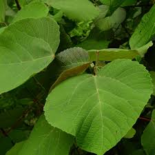 Attēlu rezultāti vaicājumam “Echinops sphaerocephalus leaf”
