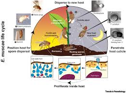 Attēlu rezultāti vaicājumam “Entomophthora”