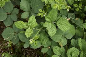 Attēlu rezultāti vaicājumam “Rubus caesius”