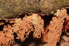 Attēlu rezultāti vaicājumam “Heterotrichia oerstedii (syn. Arcyria oerstedii) macro”