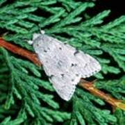 Attēlu rezultāti vaicājumam “Acronicta leporina”