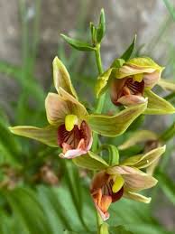 Attēlu rezultāti vaicājumam “Epipactis palustris bud”